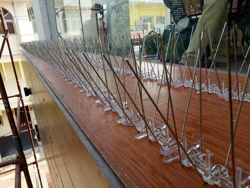 Bird Spikes In ecr